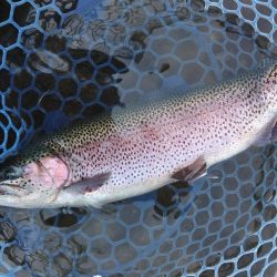 ひれピンニジマス連発！ ～フィッシング母袋～